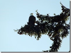 Bald Eagle on the Royston Waterfront trail at Royston House