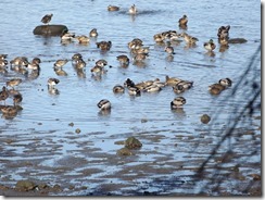 5000 Mallard Ducks winter on K'omoks Estuary