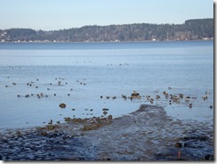 Mallard Ducks along the Royston Waterfront Trail
