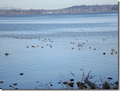 5000 Mallard Ducks winter 2013/14 along K'omoks Estuary
