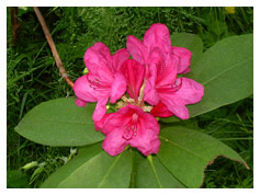 Rhododendrons in Bloom at Royston House BB