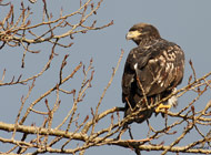 young-eagle