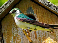 Green Violet Swallow