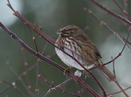 Fox Sparrow - Photo by Lindsay Branson