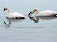 Royston bc - Comox Bay swans