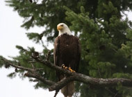 Royston female Bald Eagle