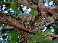 Royston house b&b hummer nest