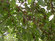 Royston house hummer nest