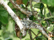 Royston house hummer nest