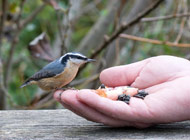 A bird in hand - Red-breasted Nuthatch