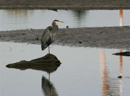 Royston seaside - Great Blue Heron