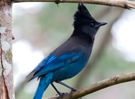 Steller's Jay in the Comox Valley BC