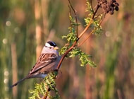 White-crowned Sparrow - Comox Valley