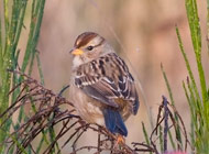 Golden-Crowned Sparrow (juvenile)
