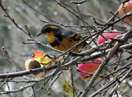 Varied Thrush at Royston House BB - It's apple harvest time in the fresh snow
