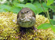 Swainson's Thrush in the Fern/Moss garden at Royston House BB - May 2012 