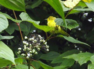 Yellow Warbler - Aug 2012 