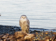 Snowy Owl oceanside near Oyster River, BC