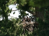 Bald Eagle nest - Royston bc