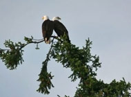 Eagle pair in Royston BC Canada