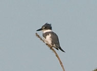 Belted Kingfisher - 2010 Comox Valley bc