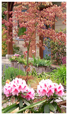 Japanese Maples and Rhodo Garden at Royston Carriage House BandB at royston house holiday vacation accommodation