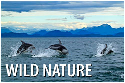 Vancouver Island Wild Nature Photography