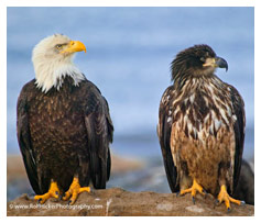 Eagles - Photo by Rolf Hicker