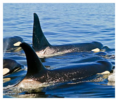 Orca Family  - Photo by Rolf Hicker