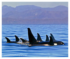 Orca Pod - Photo by Rolf Hicker