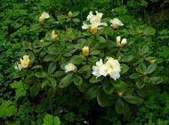 Rhododendron - 'Nancy Evans'