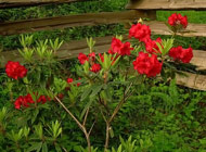 Rhododendron - 'Vulcan'