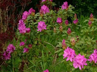 Rhododendron - 'Anah Kruschke'