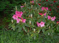 Rhododendron - 'Hansel'