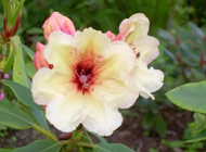 Rhododendron - 'Horizon Lakeside' 