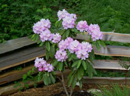 Rhododendron - 'Lavender Hirl'