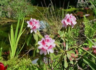 Rhododendron - 'Mrs GW Leak'