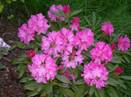 Rhododendron - 'Kalinka'