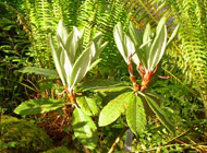 Rhododendron - 'R. Montroseanum'