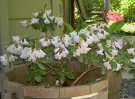 Rhododendron - 'Alison Johnstone