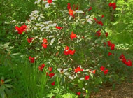 Rhododendron - 'Baden Baden'