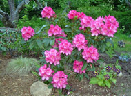 Rhododendron - 'Benali'