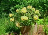 Rhododendron - 'Bergie Larson'