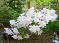 Rhododendron - 'Bow Belles'