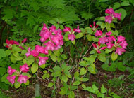Rhododendron - 'Garten Glocker'