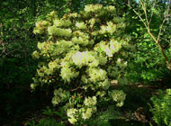 Rhododendron - 'Haida Gold'