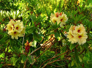 Rhododendron - 'Horizon Lakeside'