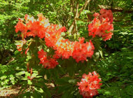 Rhododendron - 'Rimfire'
