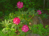 Rhododendron - 'Solidarity'