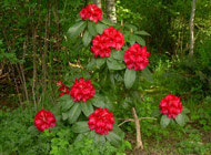 Rhododendron - 'Britton Hill'